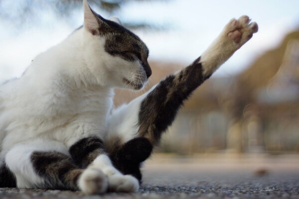 Gato tirando de la pata en el asfalto