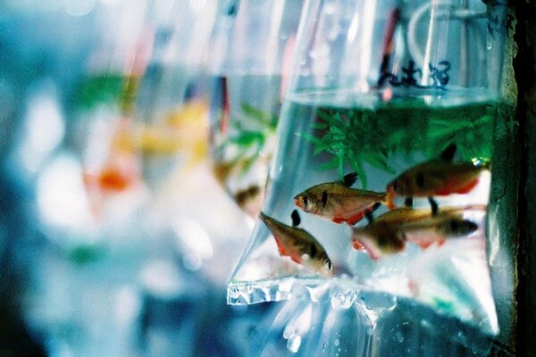 Fische in einer Tüte mit Wasser