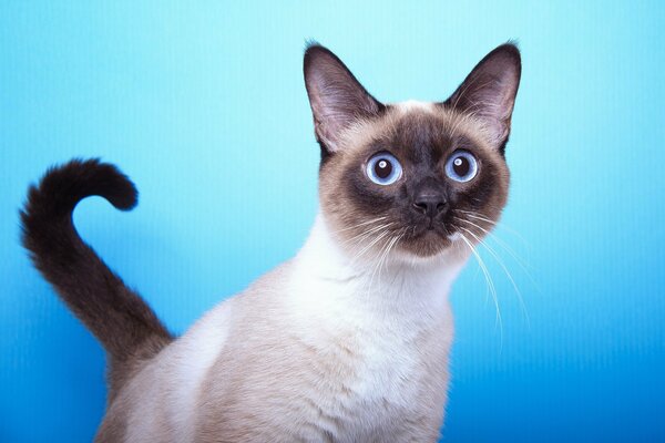 Gatto di razza siamese con un look chic