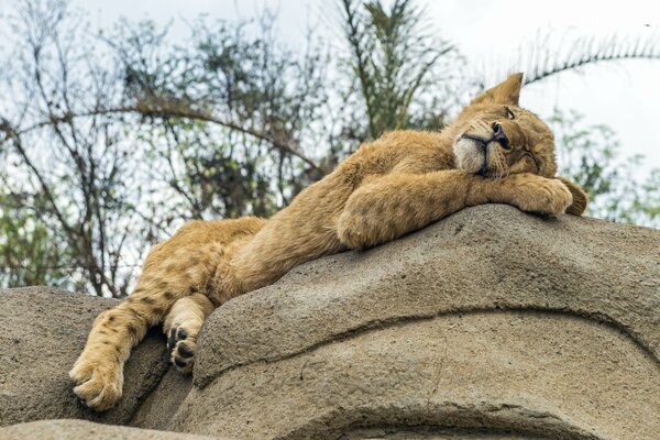 The lion sleeps sweetly on a stone