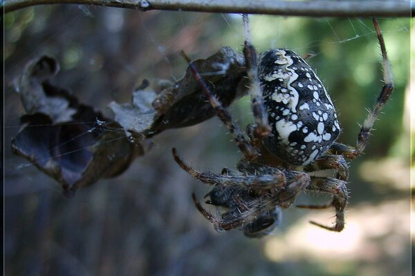 Una gran araña teje una telaraña