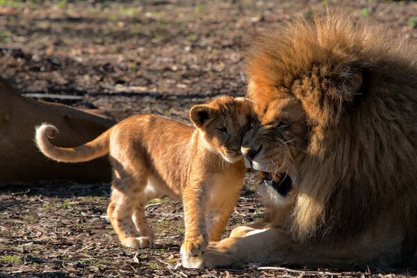 Amore paterno e cura del leone