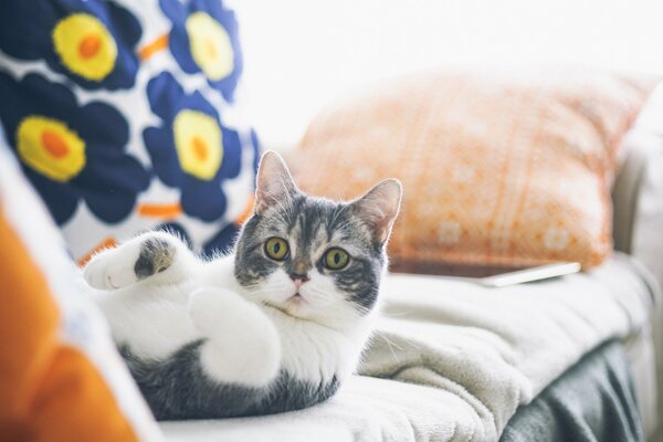 El gato descansa en la cama, con las patas dobladas frente a él