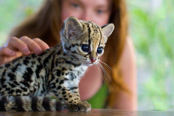 Chaton Ocelot caressé par une fille