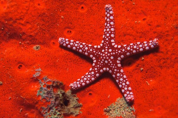 Красная морская звезда на ярко-красном дне