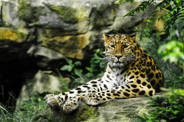 Leopardo predatore che guarda in lontananza