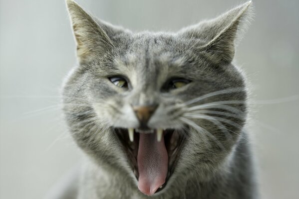 Chat gris drôle avec des yeux obliques bâille