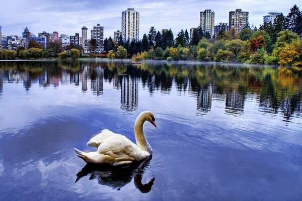 Cygne nage dans l étang avec fond sur la ville