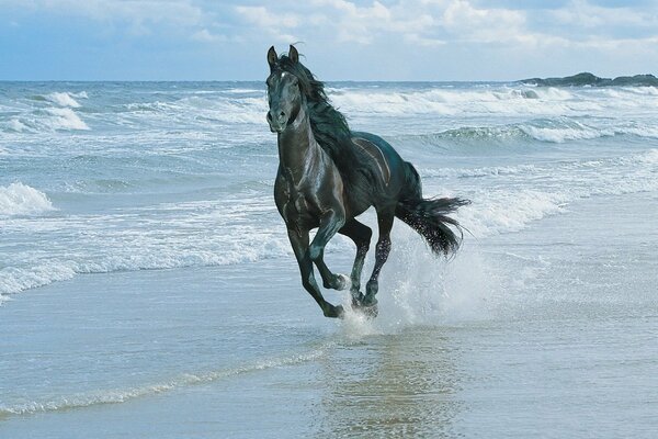 Caballo corriendo a lo largo de la orilla del mar