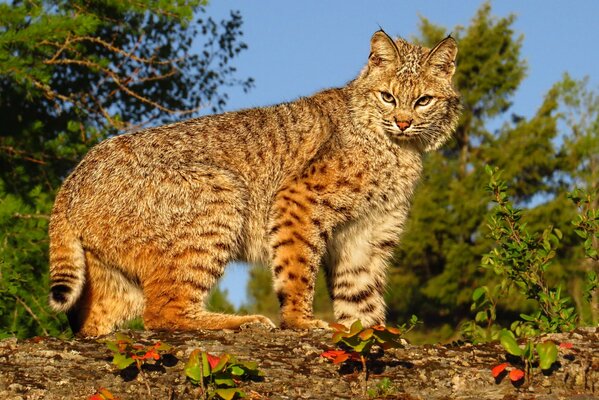 Chat sauvage dans la nature closeup