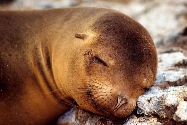 The seal dreams and smiles