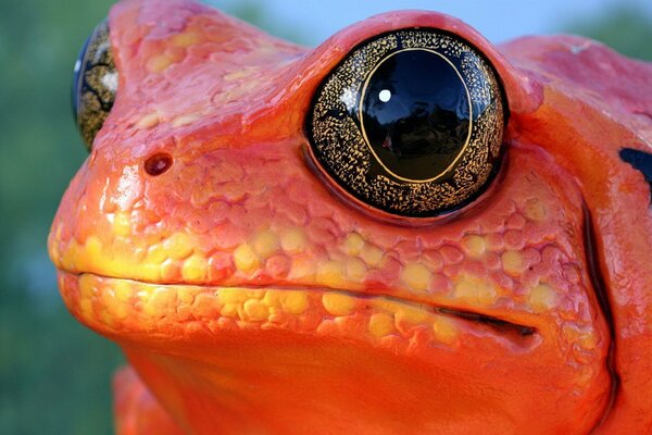 Grande grenouille avec de grands yeux