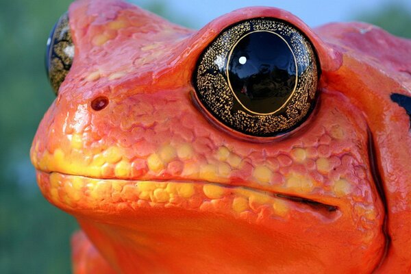 Большая лягушка с большими глазами