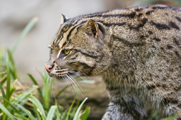 Szybki Jaguar poluje na swoją zdobycz