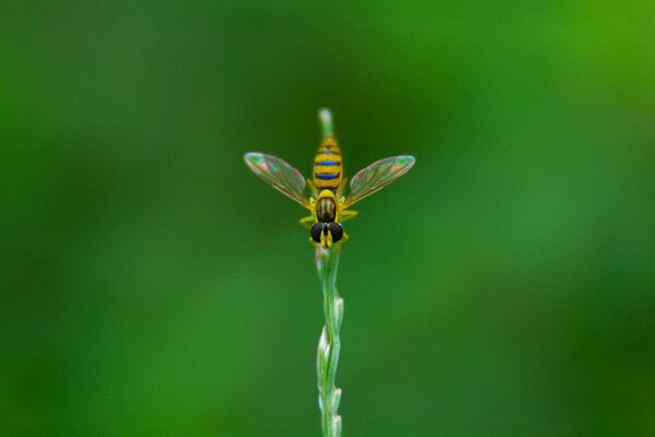 Una mosca sentada en una hoja de hierba