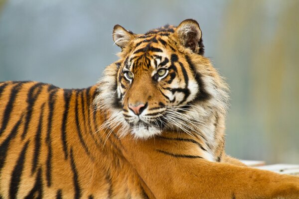 Tygrys sumatrzański odpoczywa w pozycji leżącej