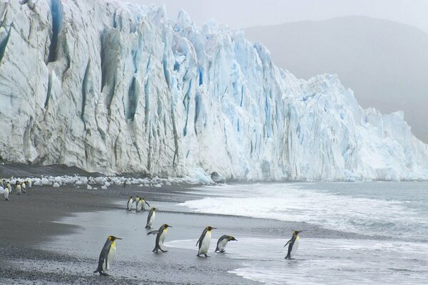 Penguins on the seashore by the glacier