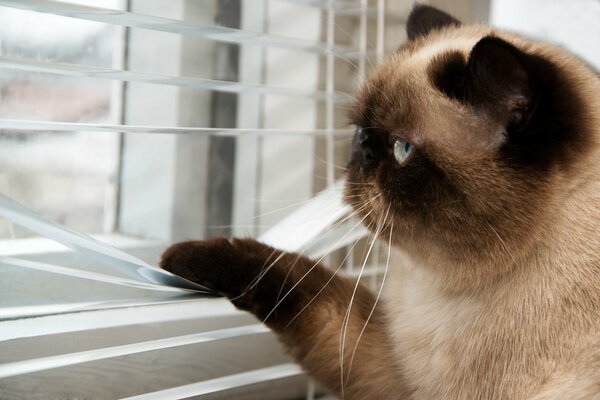 El gato Mira por la ventana a través de las persianas