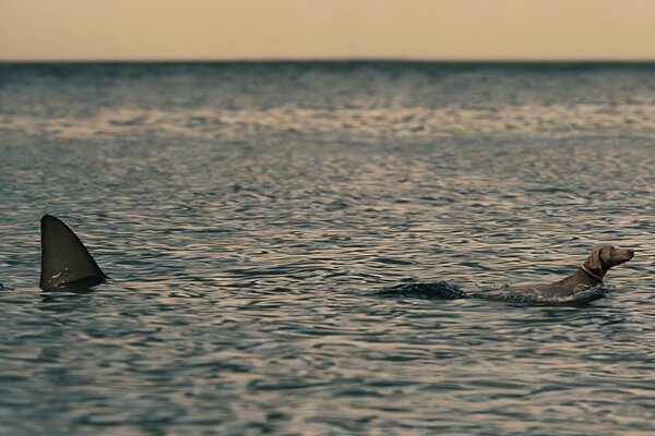 Ein Hund im Meer und eine Haifischflosse