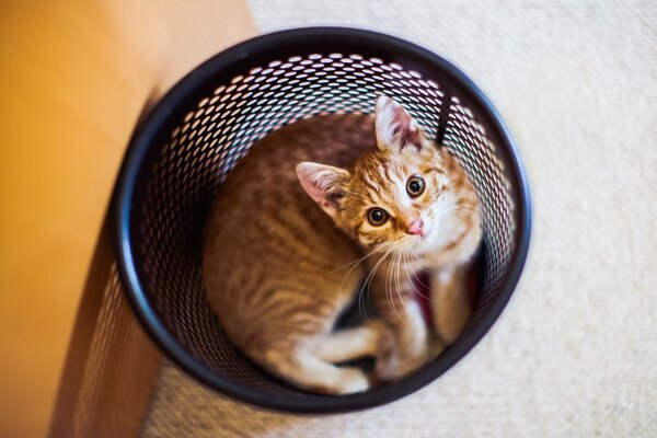 Le chat roux est pris au piège dans une poubelle