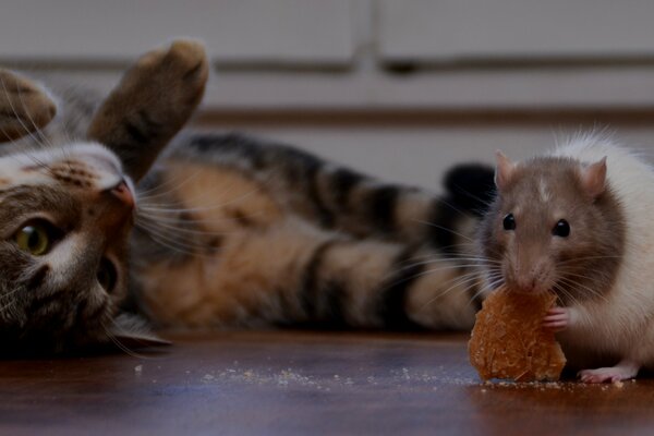 Rat et chat sont amis ensemble