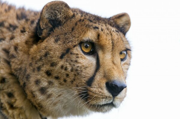 The cheeky look of a beautiful cheetah