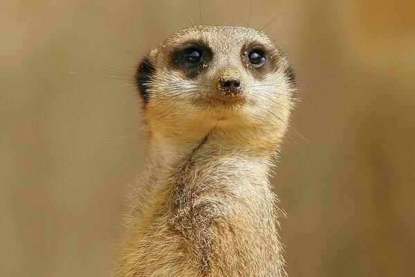 The look of a Meerkat. Nose in the sand
