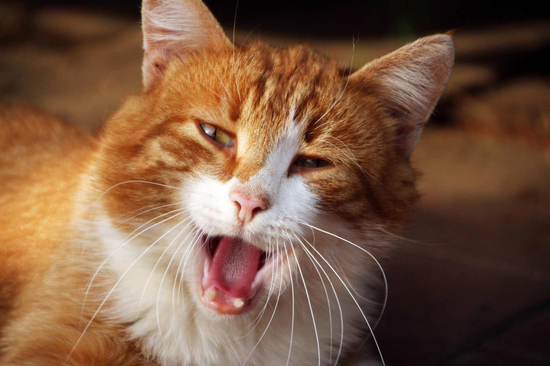 cat cat kote animals red sun yawns mouth fangs tongue eyes mustache muzzle fur