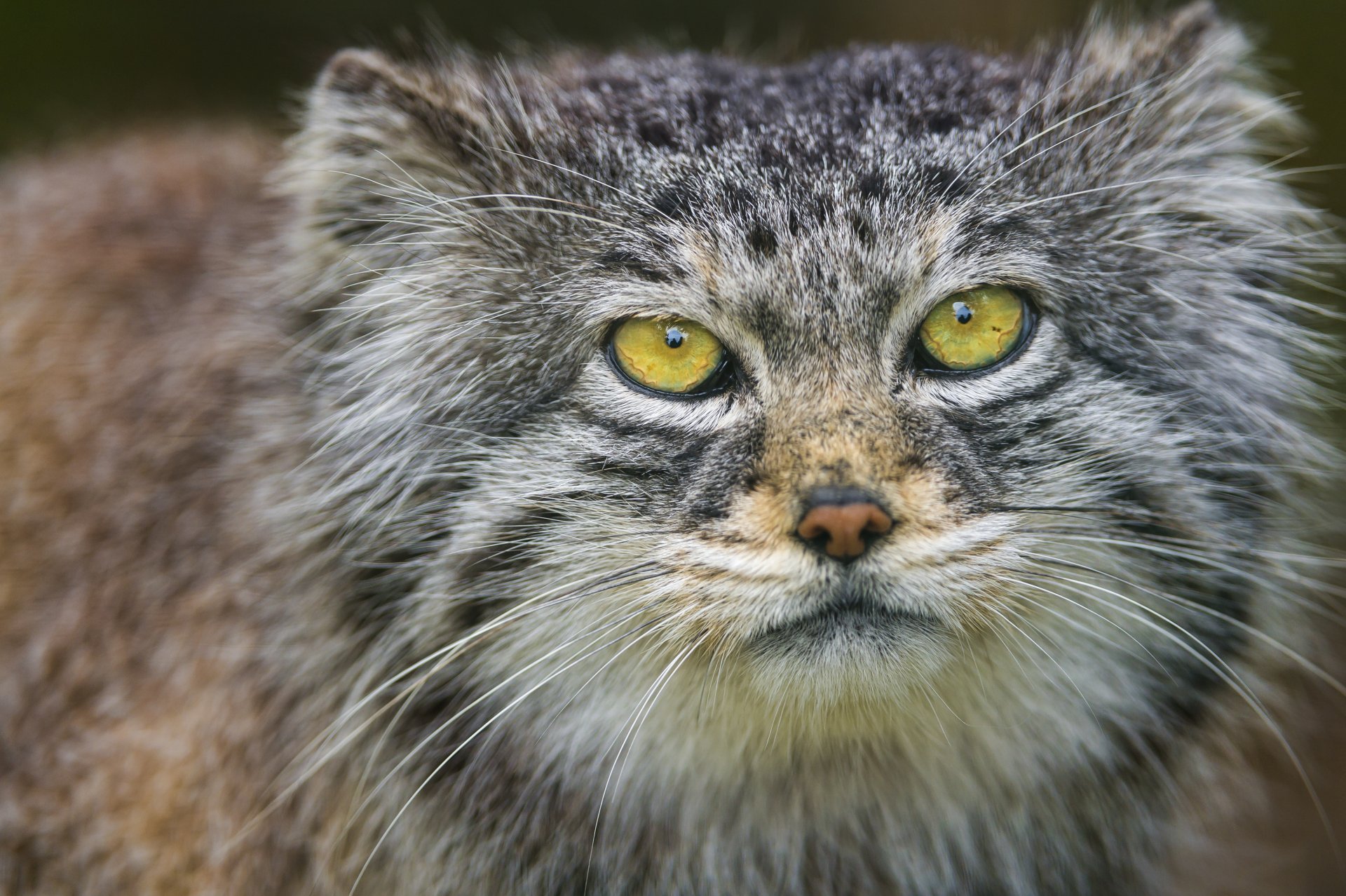 manul kot pysk portret spojrzenie ©tambako jaguar