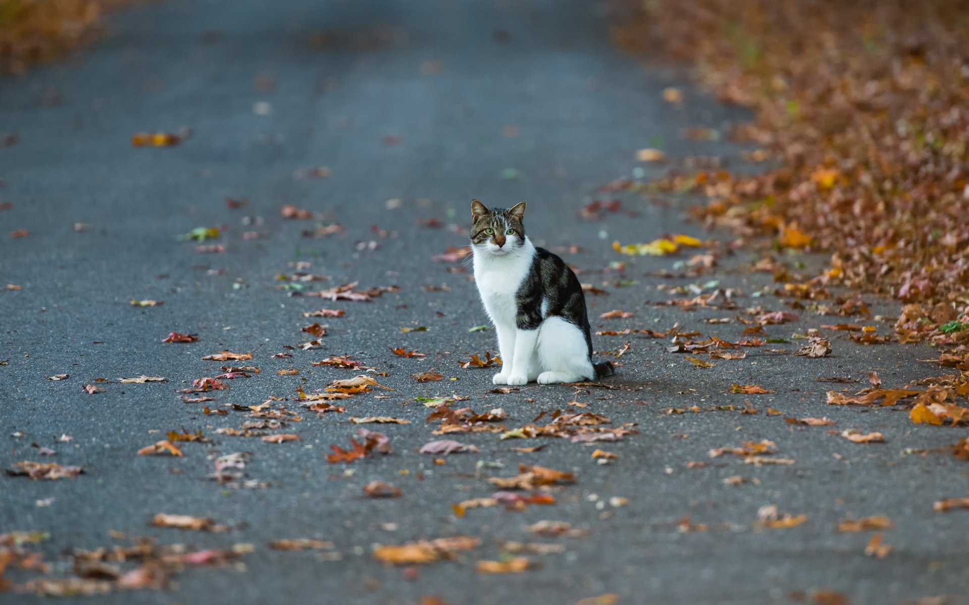 katze straße herbst