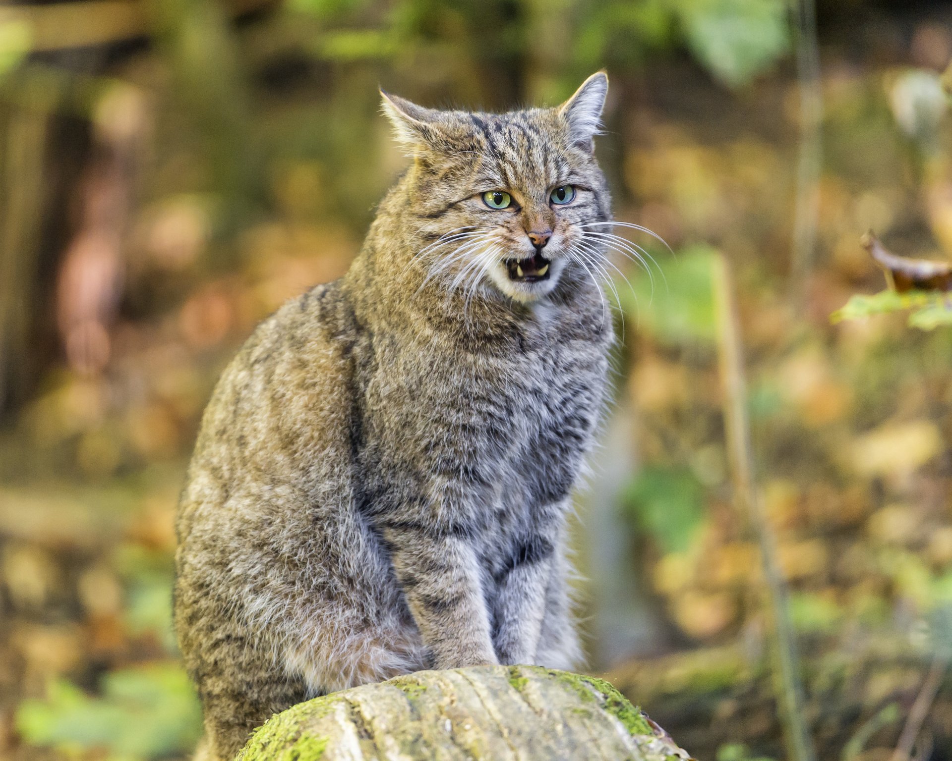 wild cat forest cat cat © tambako the jaguar