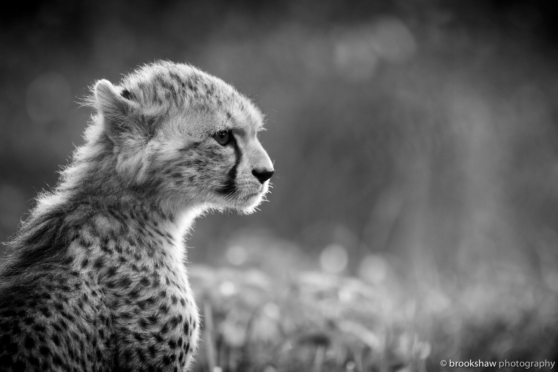 guépard jeune chat sauvage prédateur museau profil noir et blanc