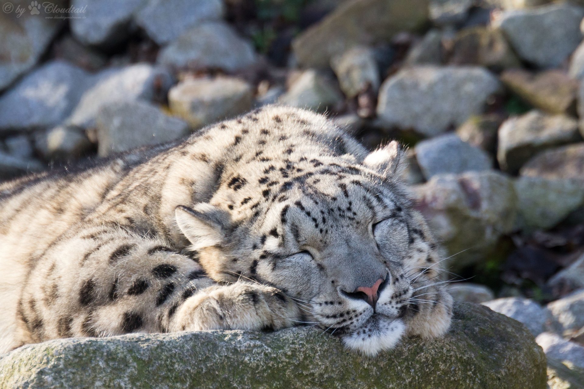 léopard des neiges irbis chat pierres sommeil repos dormir