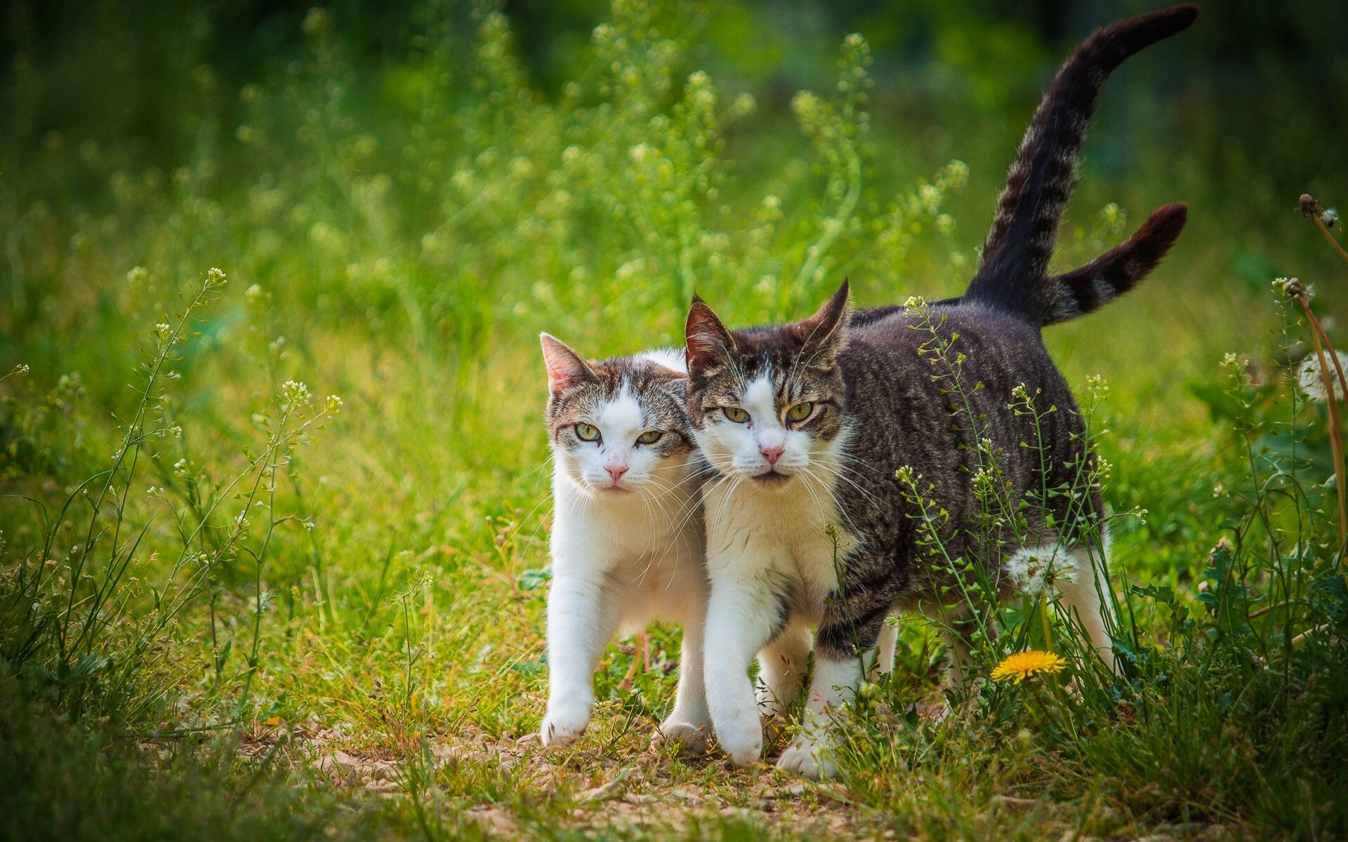 tamara e io camminiamo in coppia gatto gatto coppia passeggiata