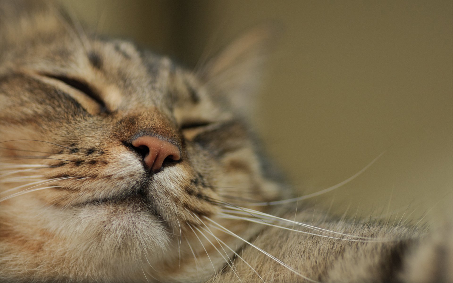 gato hocico macro durmiendo pata