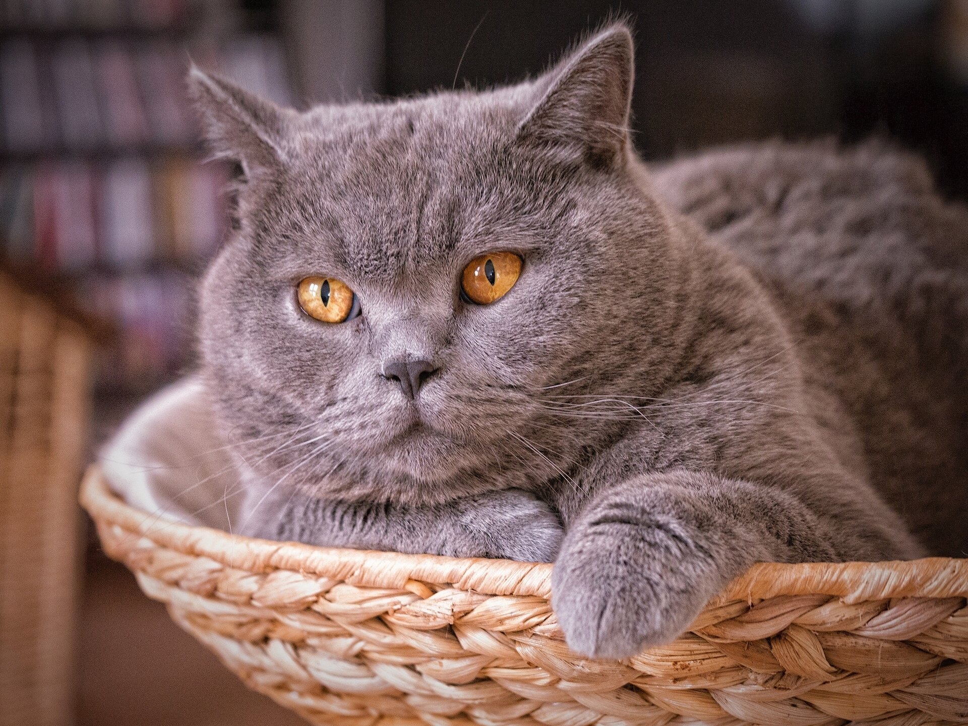 british shorthair britannique chat chat museau