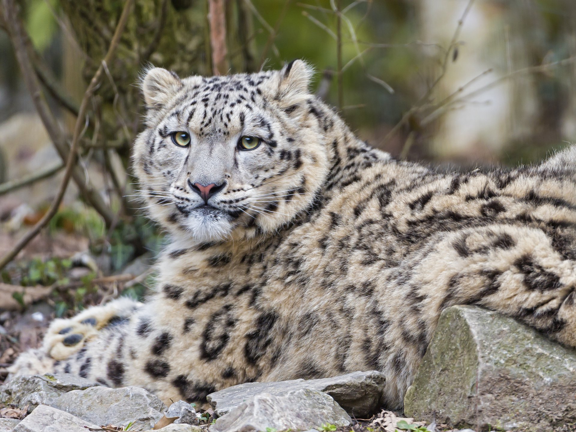 снежный барс ирбис кошка камни взгляд ©tambako the jaguar