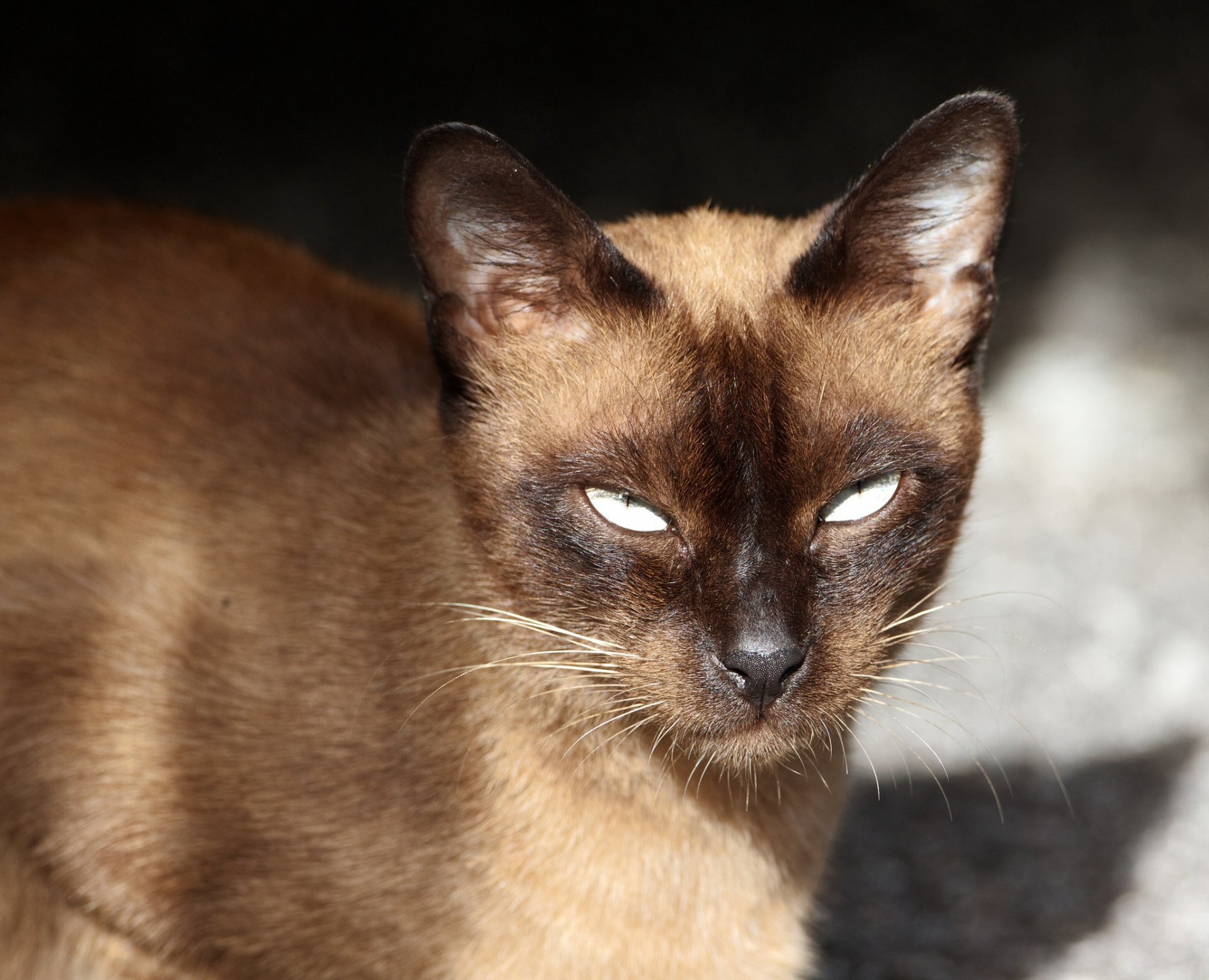 chat siamois vue portrait