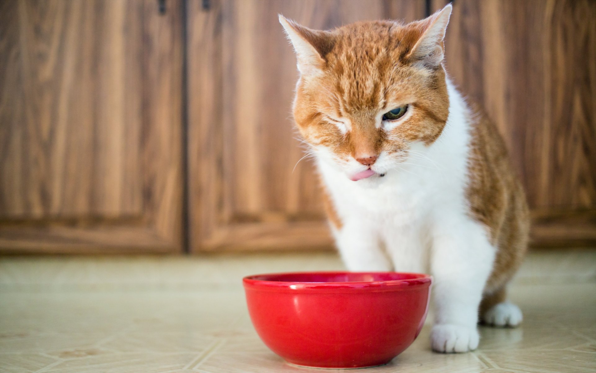 chat nourriture fond