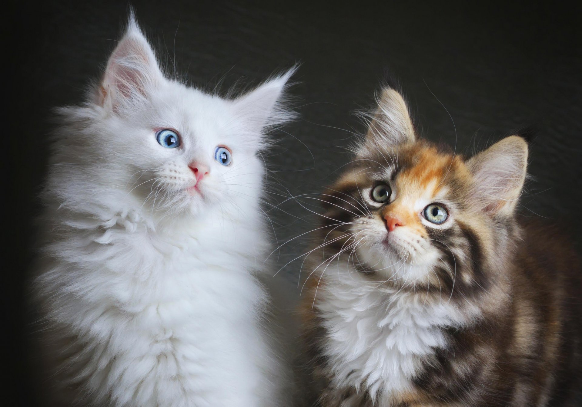 chats chatons deux moelleux maine coons