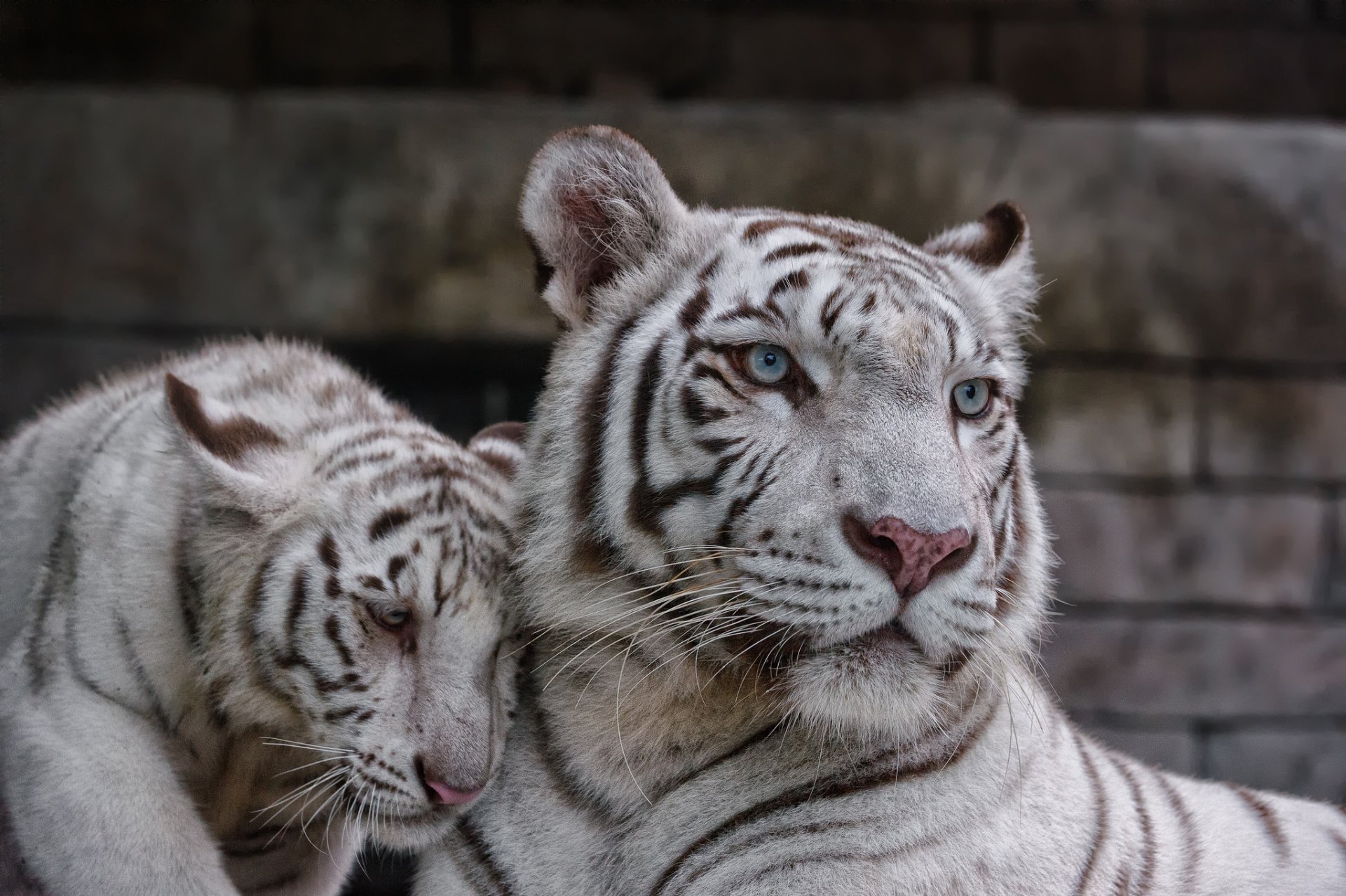 white tiger cat tiger the pair