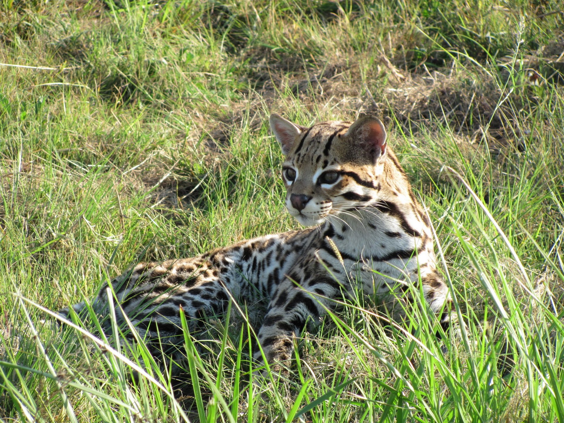 ocelot chat herbe