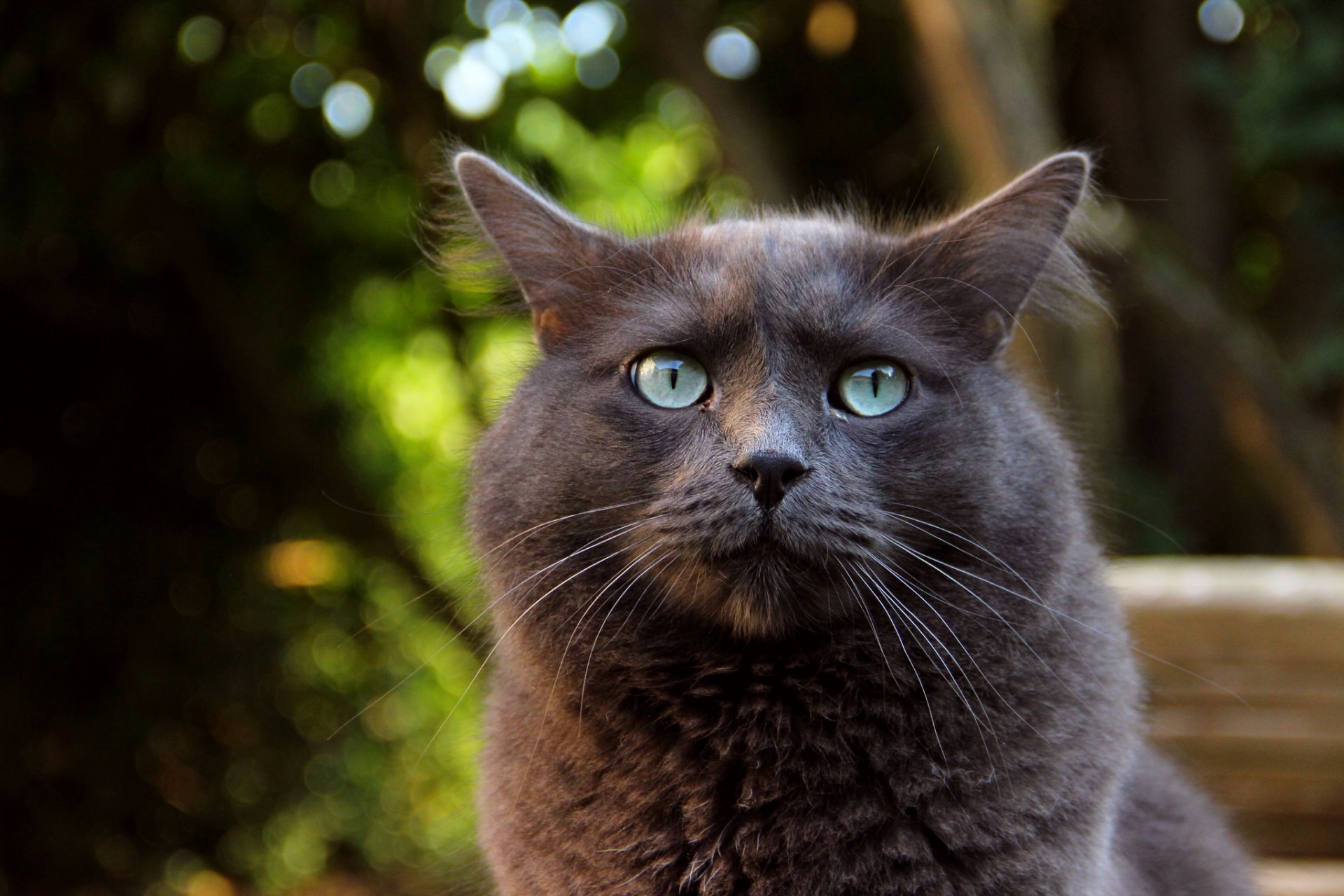 animal chat yeux verts oreilles vue fond macro