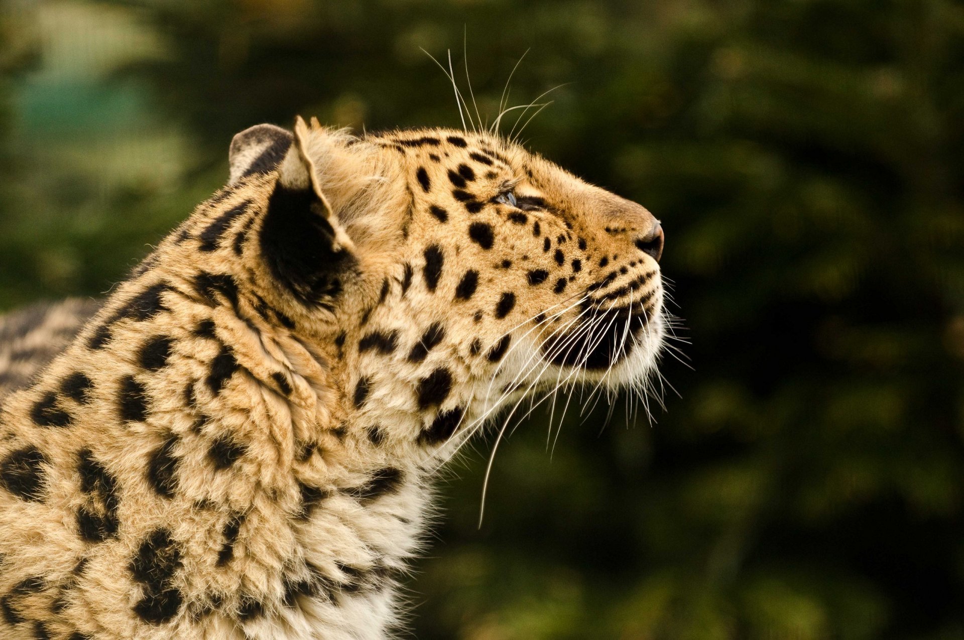 leopardo gatto selvatico predatore muso profilo pelliccia