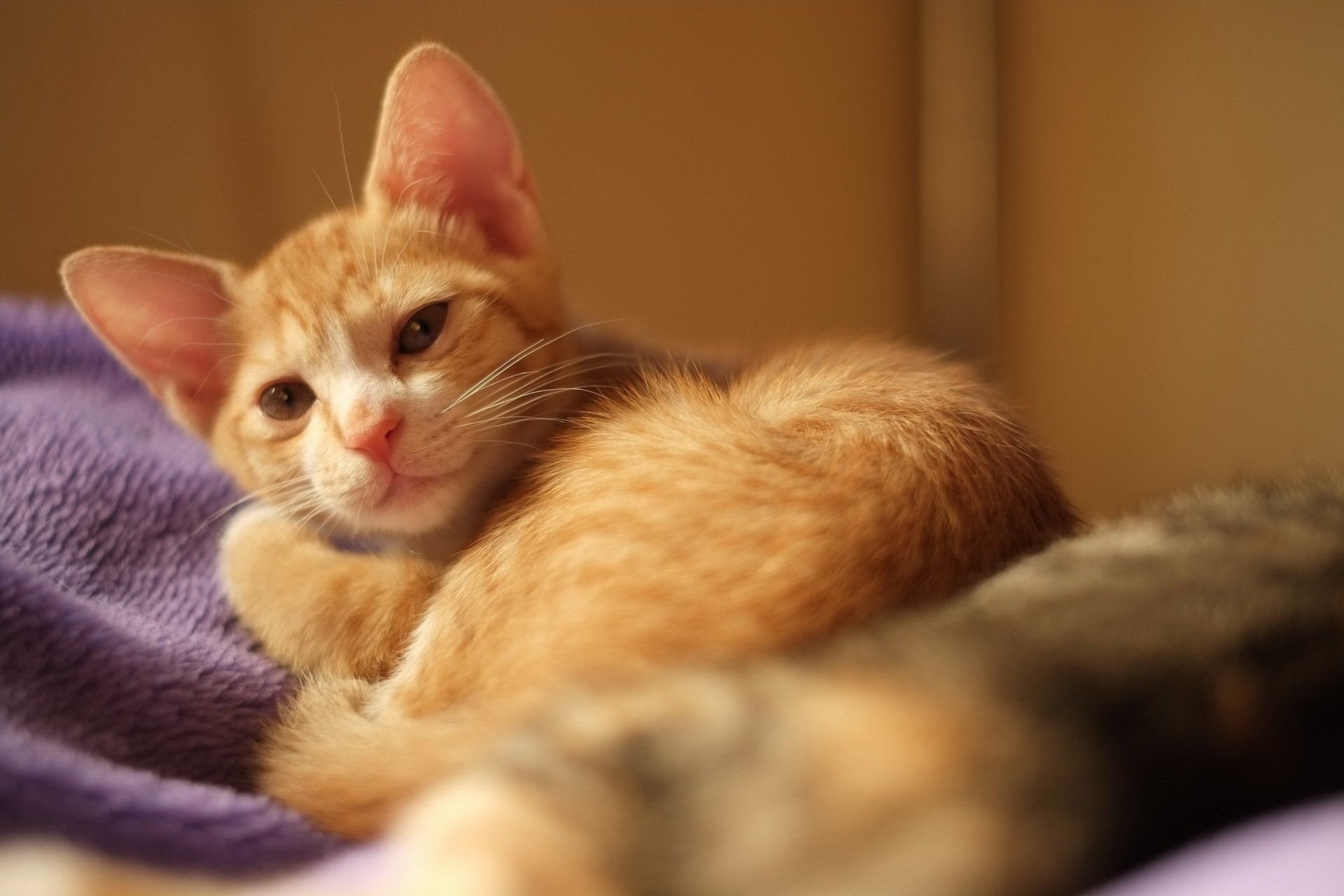 chat vue maison