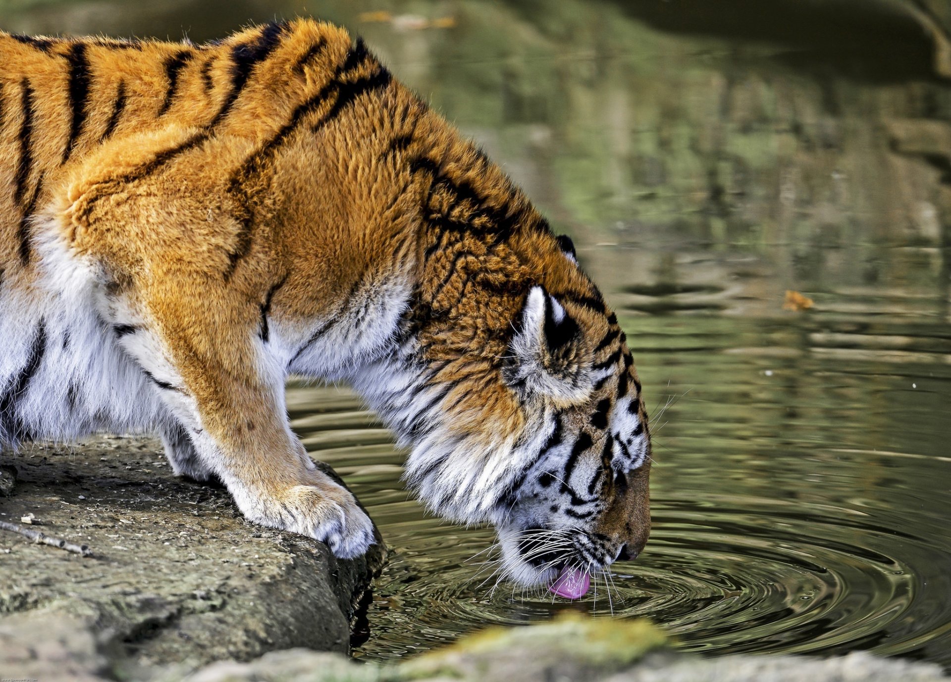 tigre gato salvaje depredador abrevadero