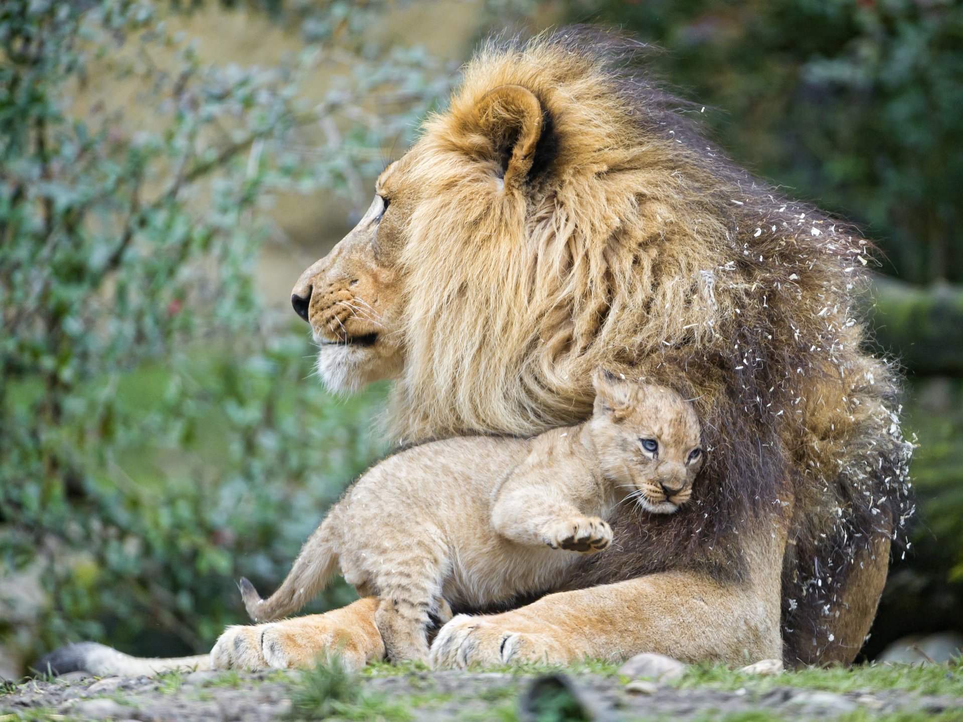 lion chat ©tambako the jaguar