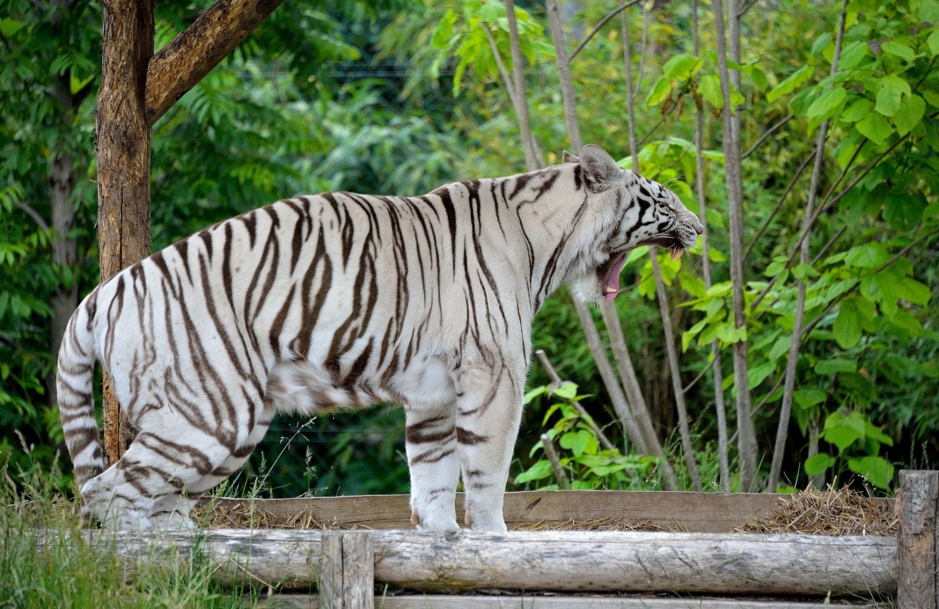 tigre blanco gato salvaje depredador bostezos fauces colmillos