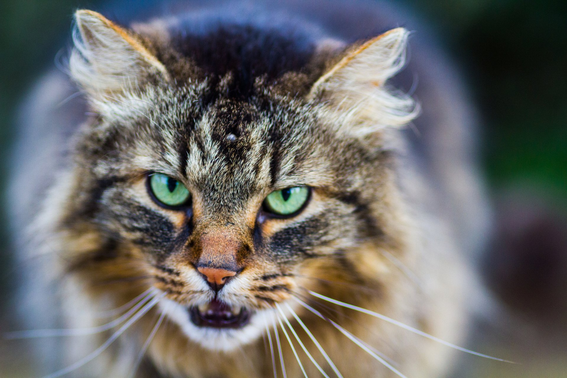 katze katze blick augen schnurrbart hintergrund