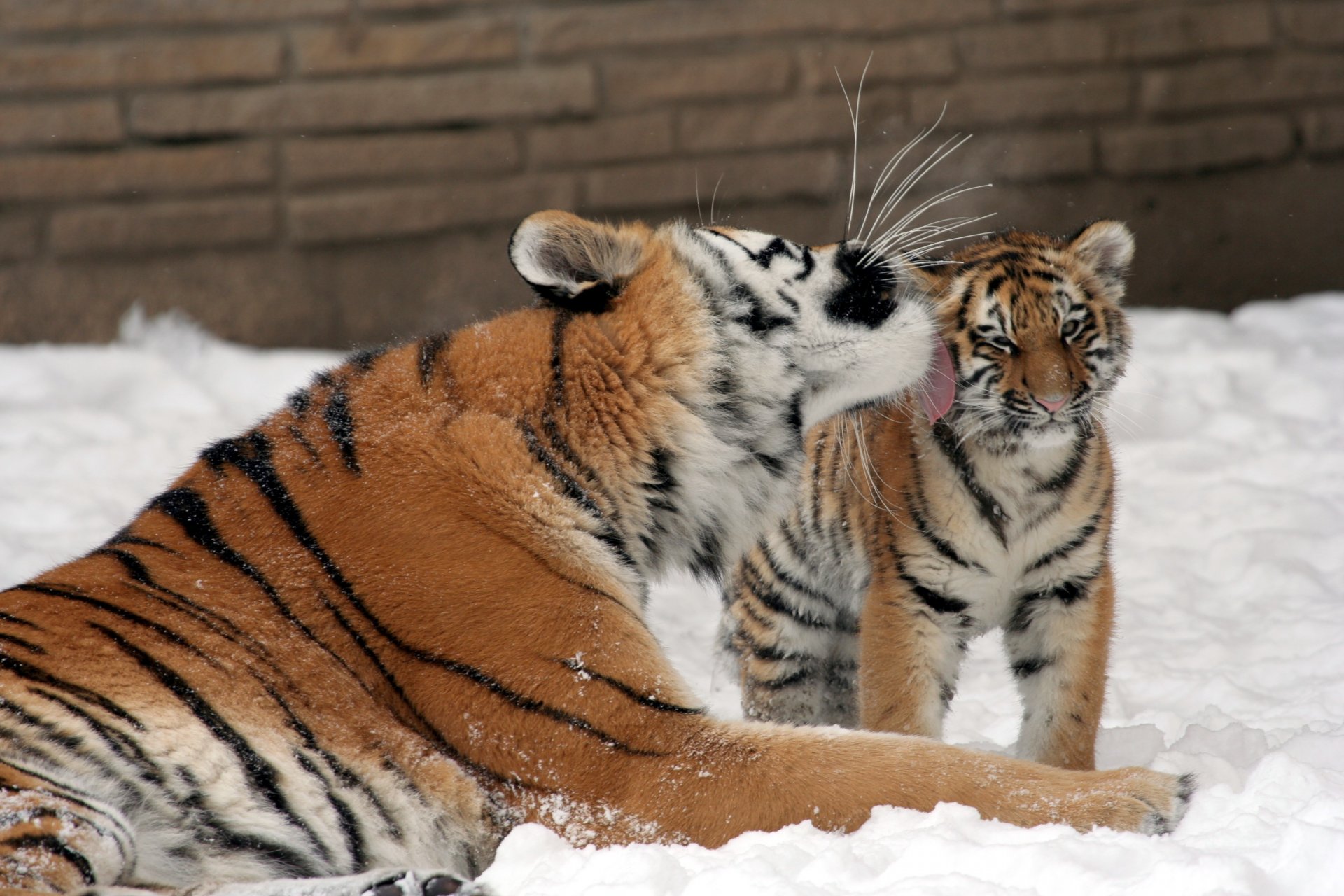 tigre amour chat tigresse baiser famille amour neige